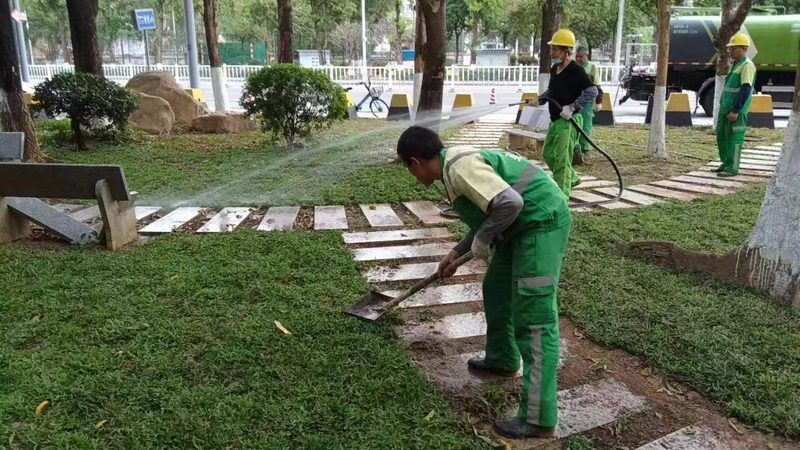 道路绿化苗木采购：标准与关键要素解析**