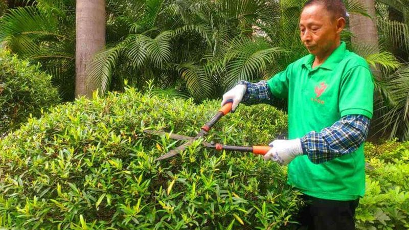 植物墙养护，这些细节你注意到了吗？**