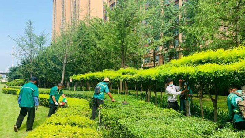 小区绿化树木病虫害防治方法全解析